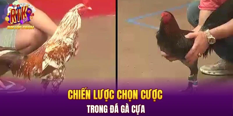Chiến lược chọn cược trong đá gà cựa 