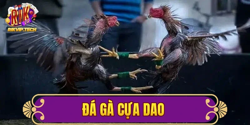 Đá Gà Cựa Dao - Rikvip Chia Sẻ 3+ Cách Cược Hiệu Quả