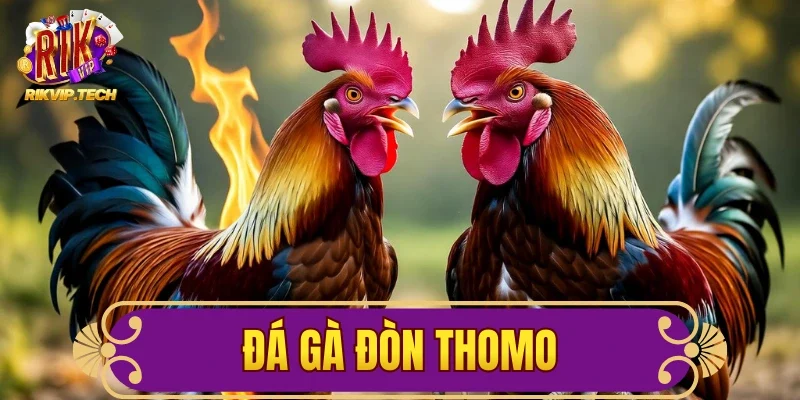 Đá Gà Đòn Thomo Rikvip Điểm Chơi Giải Trí Hấp Dẫn 2026