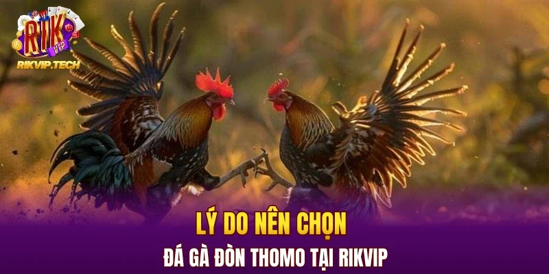 Lý do nên chọn đá gà đòn thomo tại RIKVIP